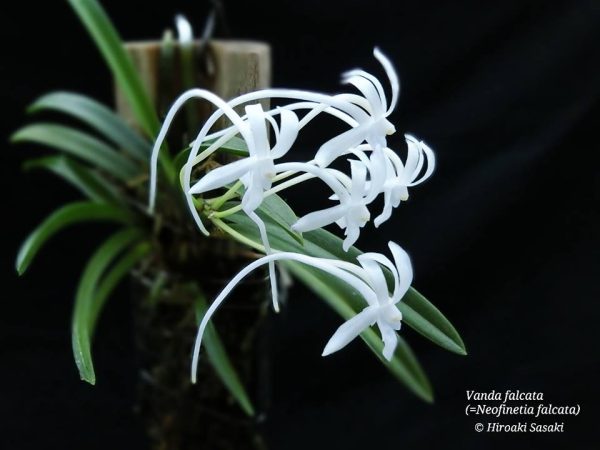 NEW Vanda falcata 'white' with multiple keikis