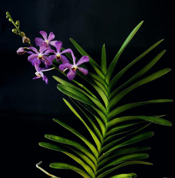 NEW Vanda hybrids (Jairak Blue)