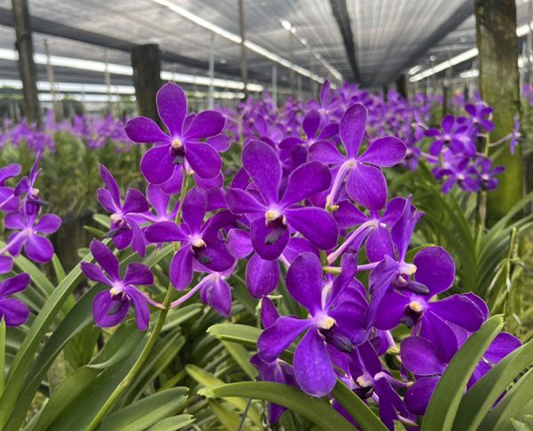 NEW Vanda hybrids (Jairak Ink)