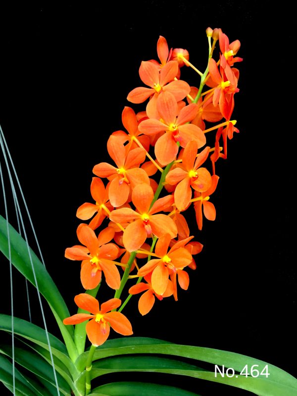 NEW Vanda hybrids (Jairak Orange)