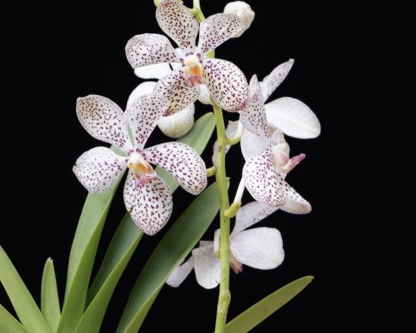 NEW Vanda hybrids (Jairak White)