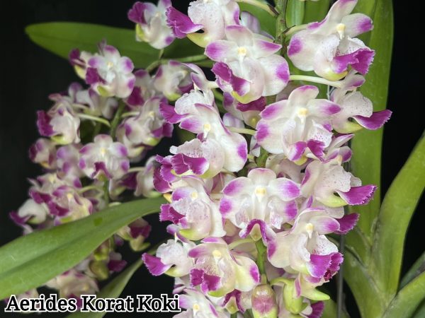 NEW Vanda hybrids (Korat Koki)