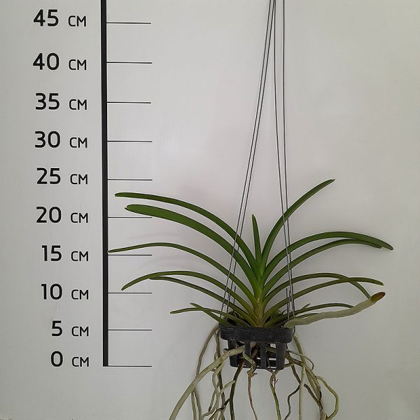 NEW Vanda hybrids (M.V. Tannins) - Image 2