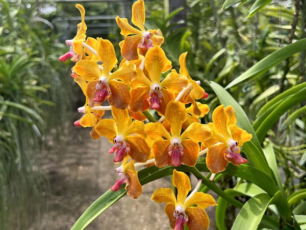 NEW Vanda hybrids (M.V. Tannins)