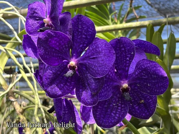 NEW Vanda hybrids (Pachara Delight)