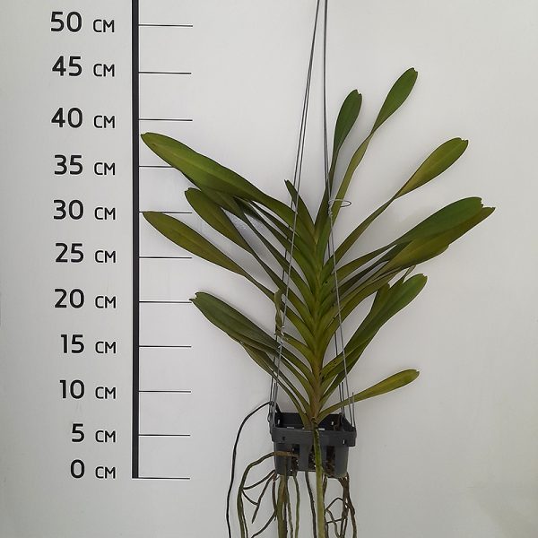 NEW Vanda hybrid (aerides cootesii x vanda flabellata) - Image 2