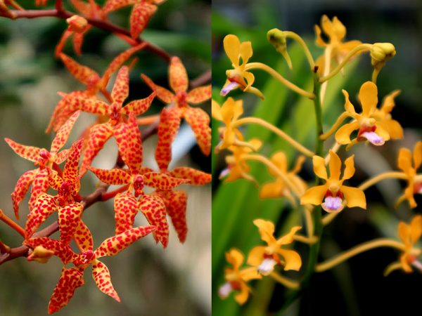 NEW Vanda hybrids (renanthera monachica x vanda testasia)