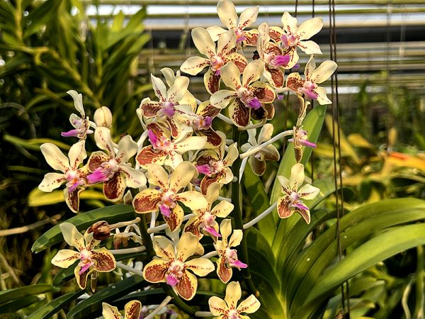 Vanda lamellata ‘Okinawa’ x sib