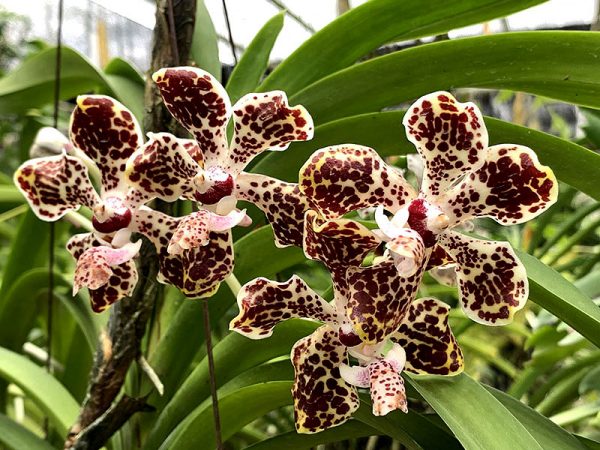 Vanda lombokensis