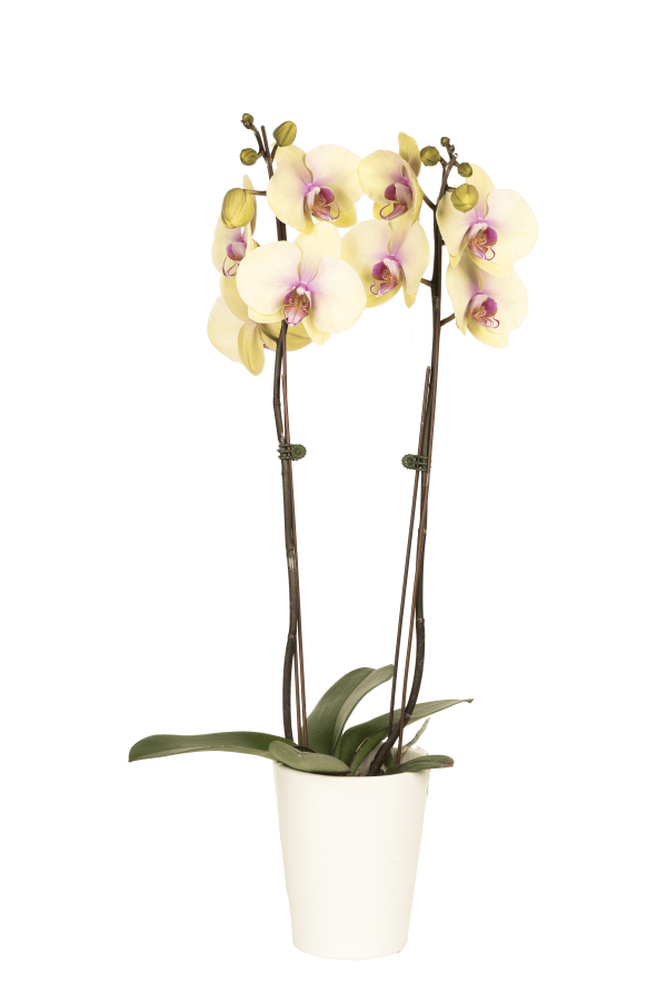 Phal Rococo flower size 9 cm