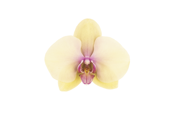 Phal Rococo flower size 9 cm - Image 2