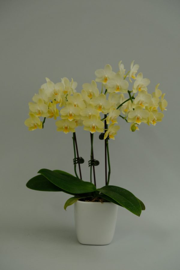F5241 Phal Cheesecake Light Medium-Sized Plant
