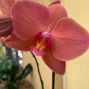 F5595 Phal Energia Medium Plant