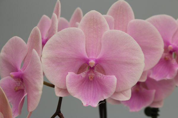 F6597 Phal Honeyed Bloom Big Plant