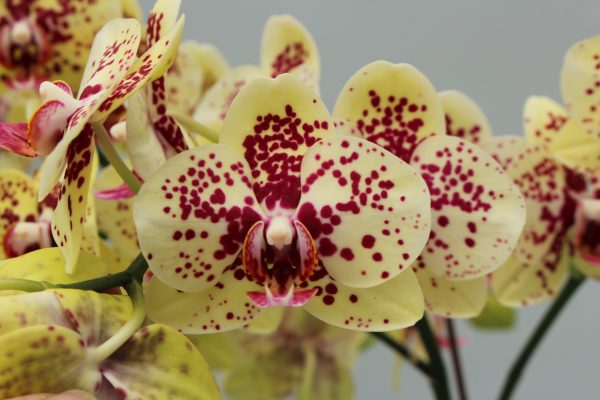 F7050 Phal Mistico Flower Size 8cm