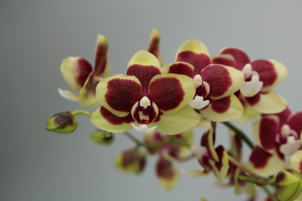 F7087 Phal Peanut Chocolate Flower Size 5cm
