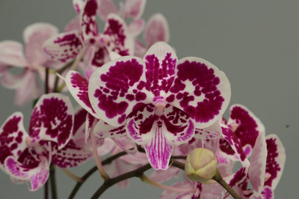 F7709 Phal All Night Perfect Big Plant Flower Size 9cm