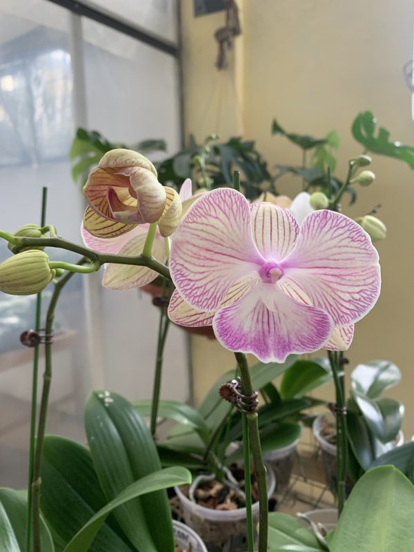 F7803 Phal Luminous Lilac Big Plant Flower Size 9cm