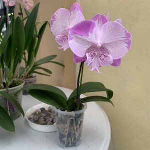 F6628 Phal On The Mauve Medium-Sized Plant