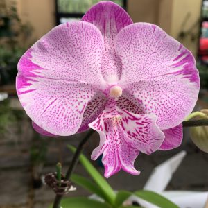 F6628 Phal On The Mauve Medium-Sized Plant Flower Size 10cm