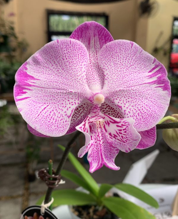 F6628 Phal On The Mauve Medium-Sized Plant Flower Size 10cm