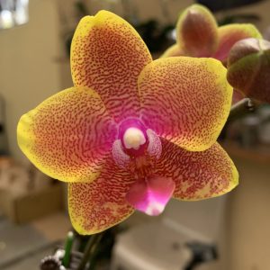 F1839 Phal Sogo Lawrence Flower Size 5cm