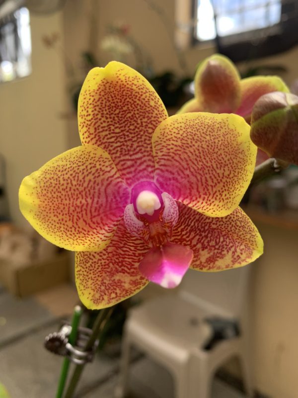 F1839 Phal Sogo Lawrence Flower Size 5cm