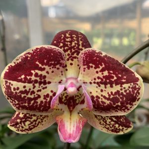 L063 GC Reyoung Candice Big-Sized Plant Flower Size 9cm