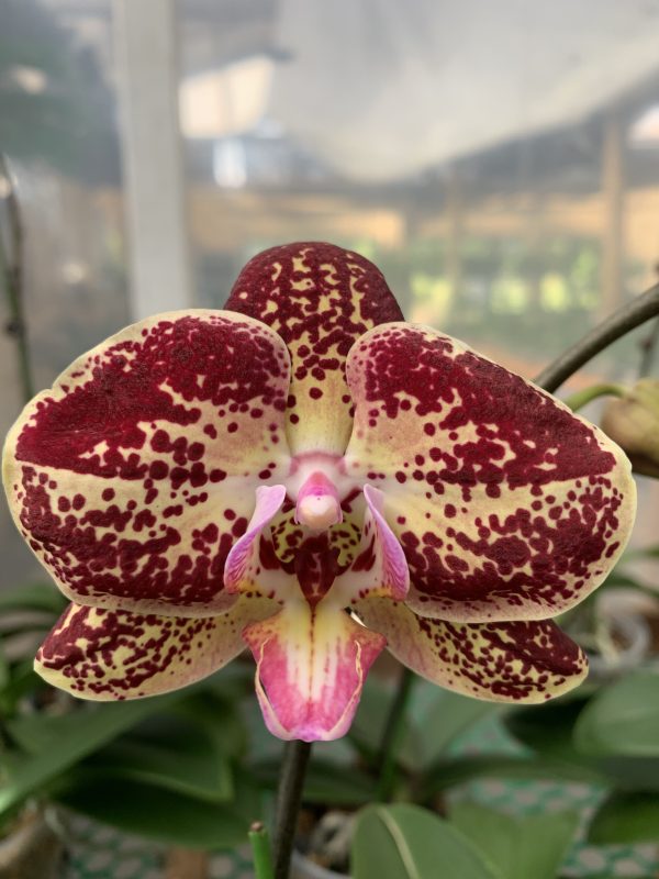 L063 GC Reyoung Candice Big-Sized Plant Flower Size 9cm