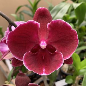 L068 GC Reyoung Midnight Flower Size 9cm