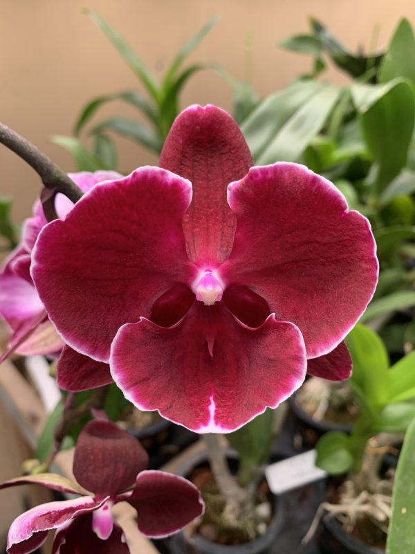 L068 GC Reyoung Midnight Flower Size 9cm