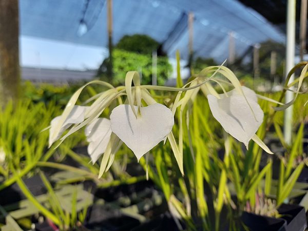 NEW Brassavola Nodosa