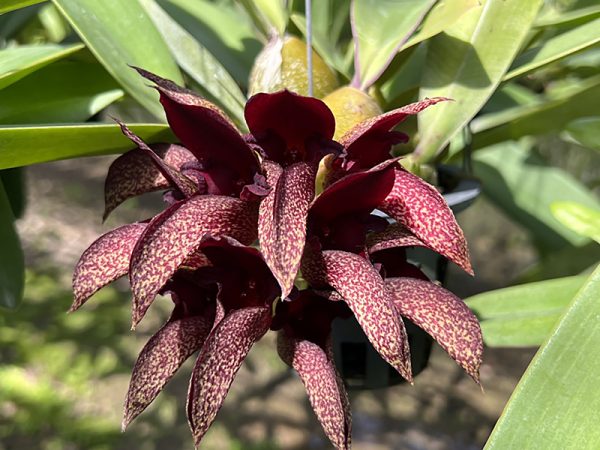 NEW Bulbophyllum Pride of Papua (cruentum x phalaenopsis)