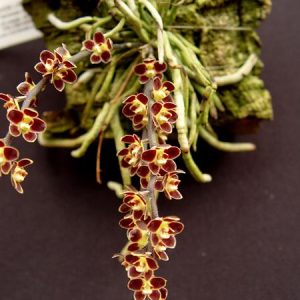 Chilos. lunifera red