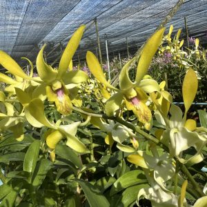 NEW Dendrobium W83 Canary Gold
