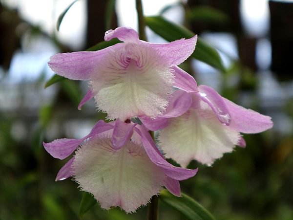 NEW Dendrobium aphyllum 'Krairith'