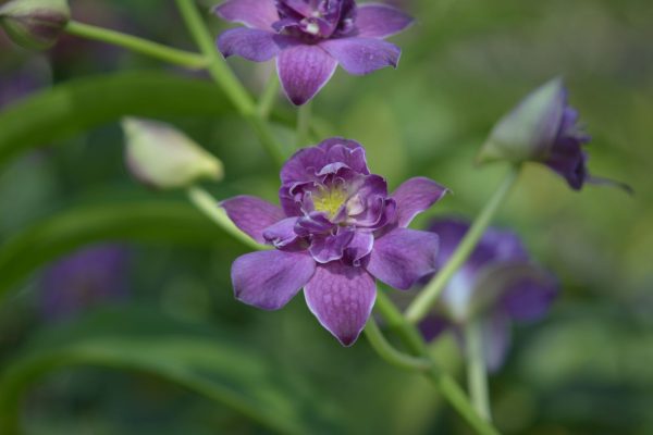 NEW Dendrobium Blue Rose