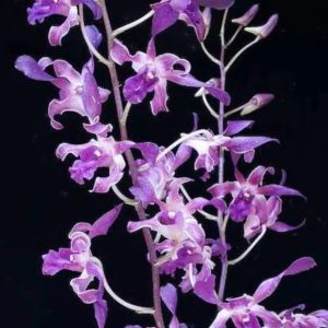 NEW Dendrobium Blue Spin