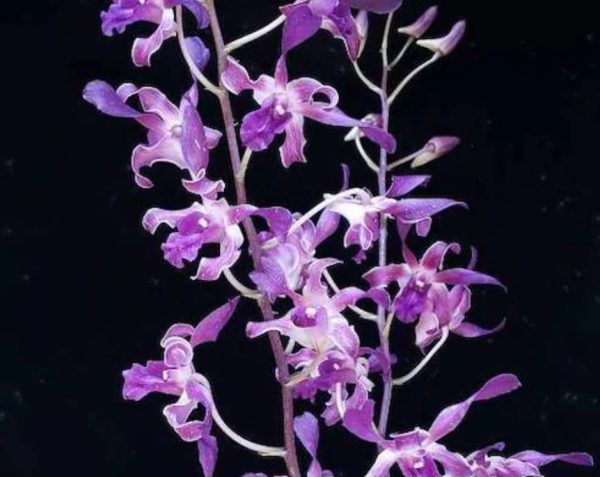 NEW Dendrobium Blue Spin