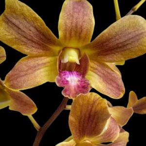 NEW Dendrobium Brown 299
