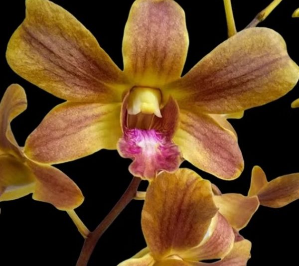 NEW Dendrobium Brown 299