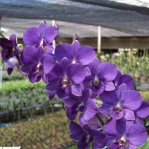 NEW Dendrobium Burana Blue Classic