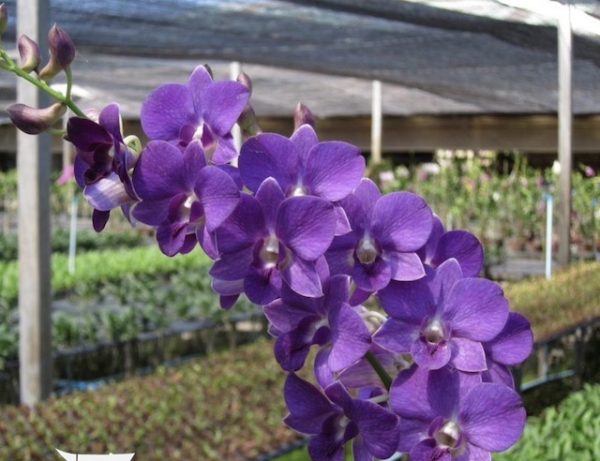 NEW Dendrobium Burana Blue Classic