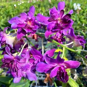 NEW Dendrobium Burana Sunshine Mutrate Blue