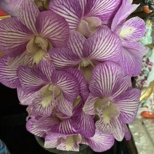 NEW Dendrobium Kaoyai Stripe