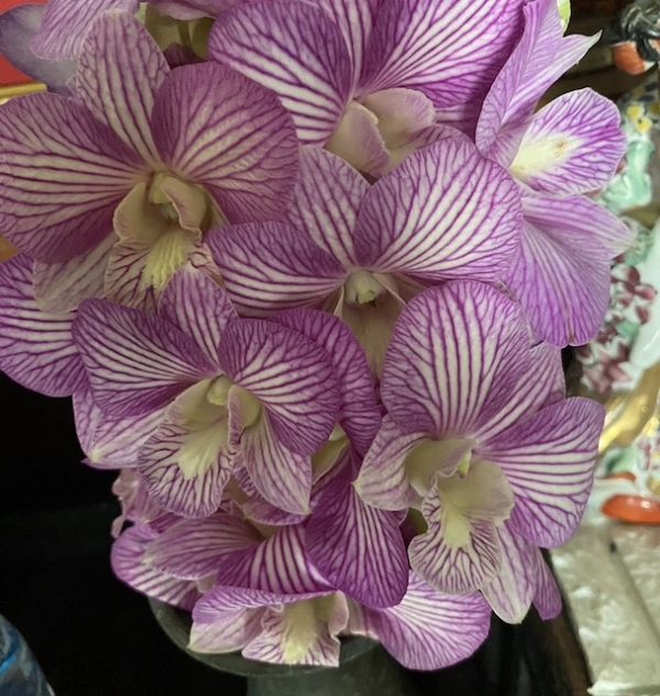 NEW Dendrobium Kaoyai Stripe