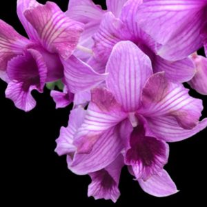 NEW Dendrobium King Dragon x Pink Stripe