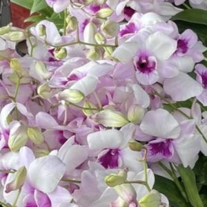 NEW Dendrobium King Dragon Dokpakbung