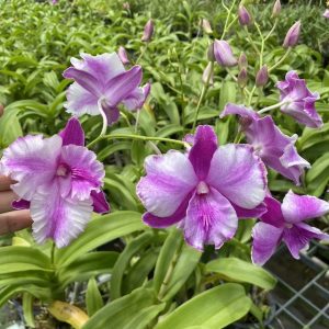 NEW Dendrobium Lady Pink - King Dragon