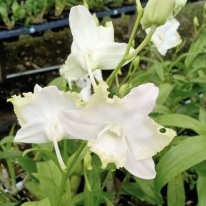 NEW Dendrobium Lady White
